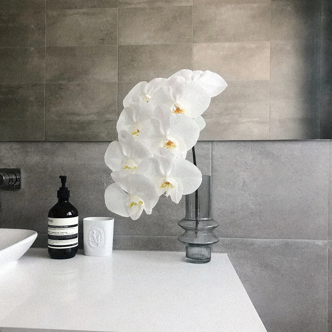 Fresh Phalaenopsis Orchid