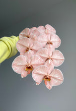 Load image into Gallery viewer, Fresh Phalaenopsis Orchid
